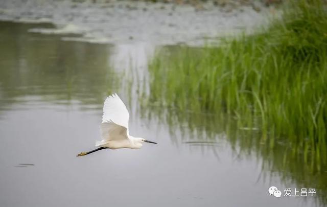荷花连片，白鹭纷飞，昌平这个生态湿地夏日美如仙境
