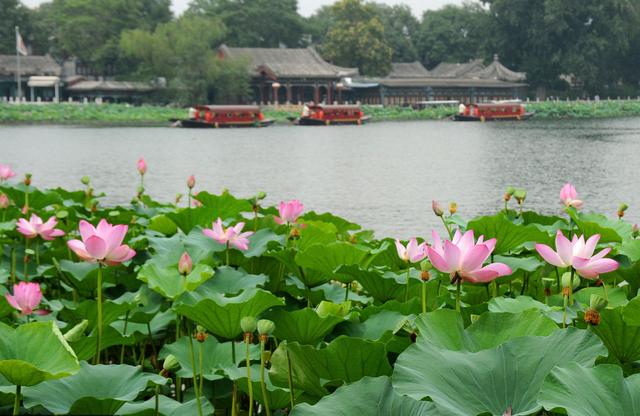 谁说闹市无美景？炎夏漫游什刹海，京华盛景令人陶醉，乐而忘返