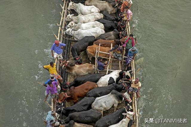 孟加拉50多头牛乘船过河，整齐列队一路超淡定，网友：真怕沉了