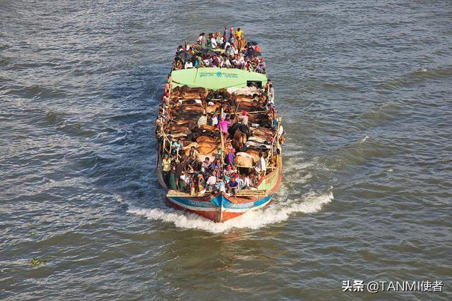 孟加拉50多头牛乘船过河，整齐列队一路超淡定，网友：真怕沉了
