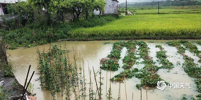 四川宜宾遭遇暴雨侵袭 河水上涨农田被淹