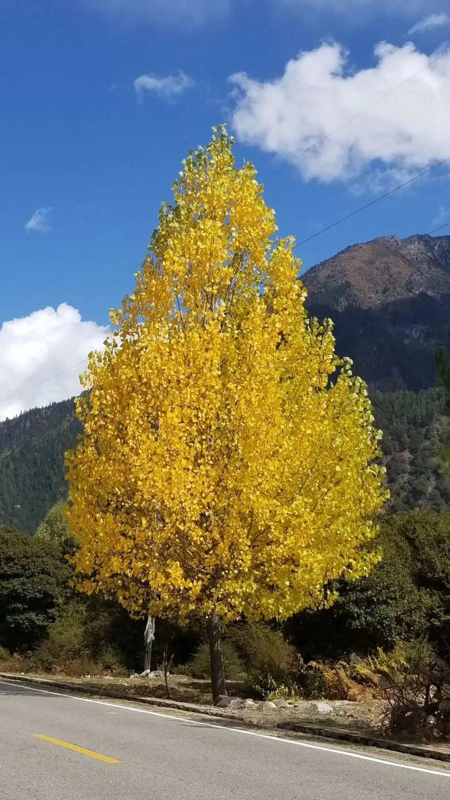 云游旅游西藏旅行攻略拉萨林芝山南日喀则珠峰