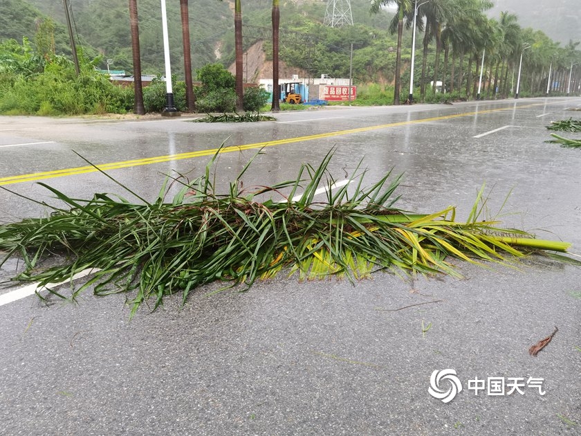 台风“海高斯”巅峰状态登陆广东 导致树木倒伏高速关闭