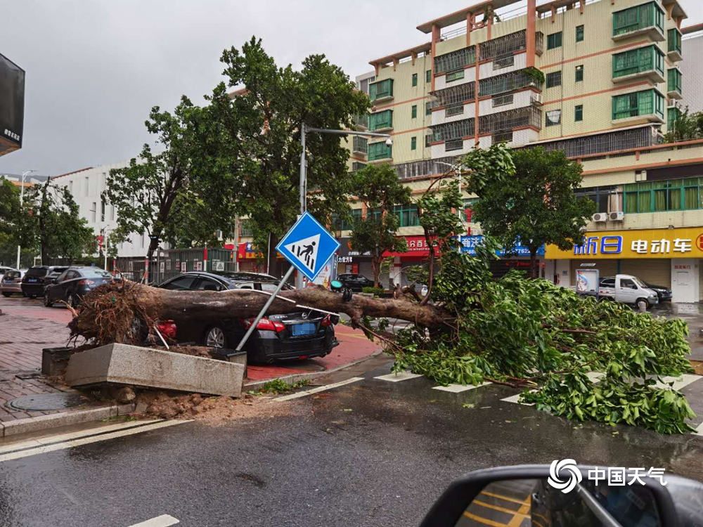 台风“海高斯”携风雨影响广东 大树倒伏砸中汽车