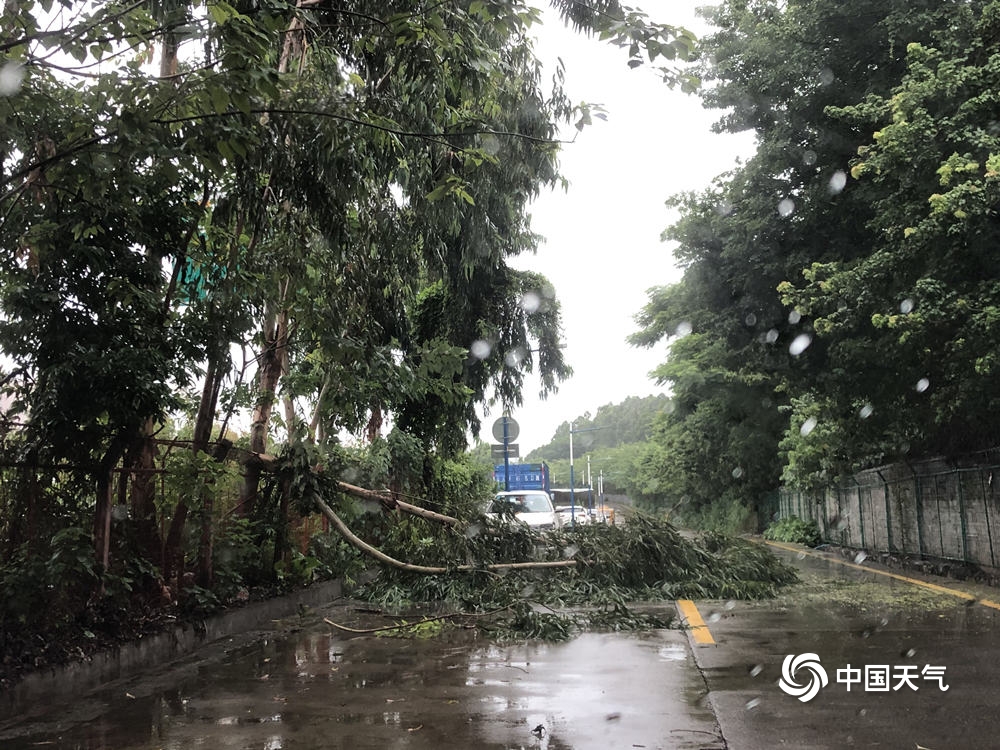 台风“海高斯”携风雨影响广东 大树倒伏砸中汽车