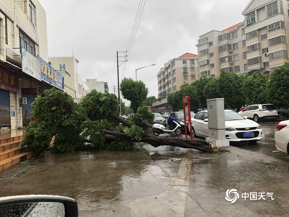 台风“海高斯”携风雨影响广东 大树倒伏砸中汽车