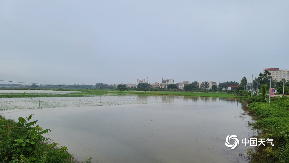 台风过后 广东湛江部分乡镇农田受浸道路通行受阻