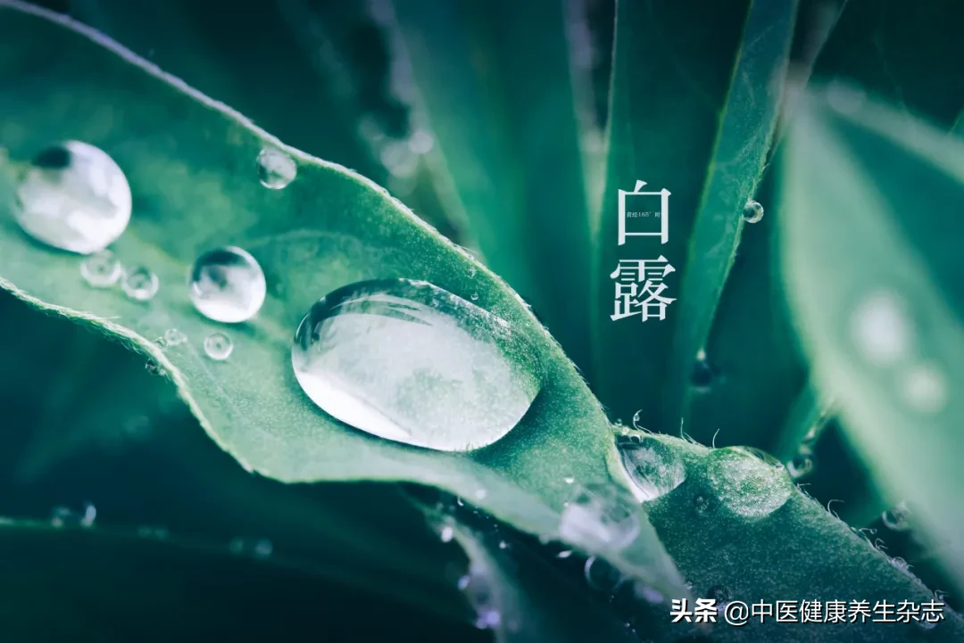 白露节气养生法则:滋阴润肺“吃三白”,补水润肤可饮茶