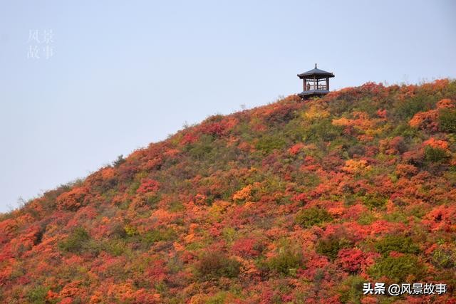 焦作知名景点看不到?多走两步就好了,再过一个月更漂亮