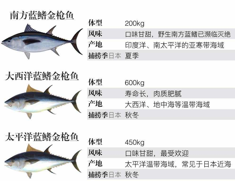 为何金枪鱼刺身的肉是深红色的，而金枪鱼罐头的肉却是白色的？