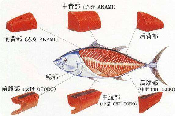 为何金枪鱼刺身的肉是深红色的，而金枪鱼罐头的肉却是白色的？