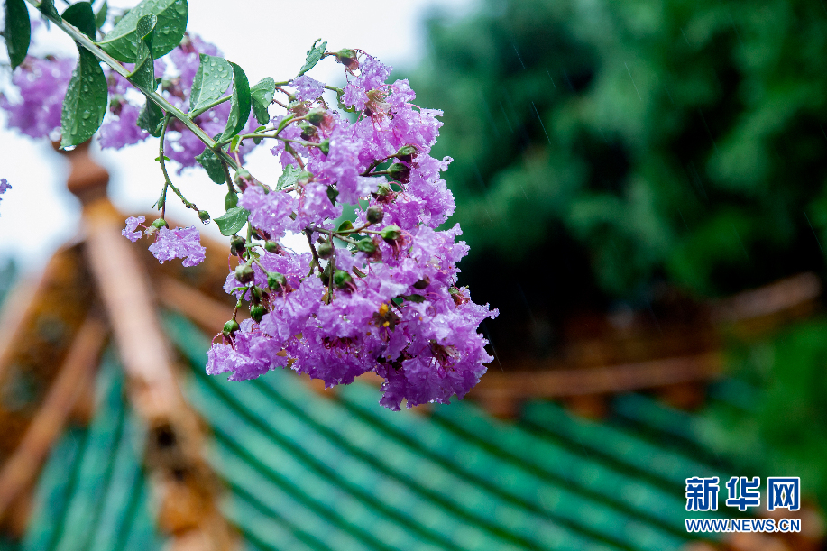 烟雨迷蒙玄中寺