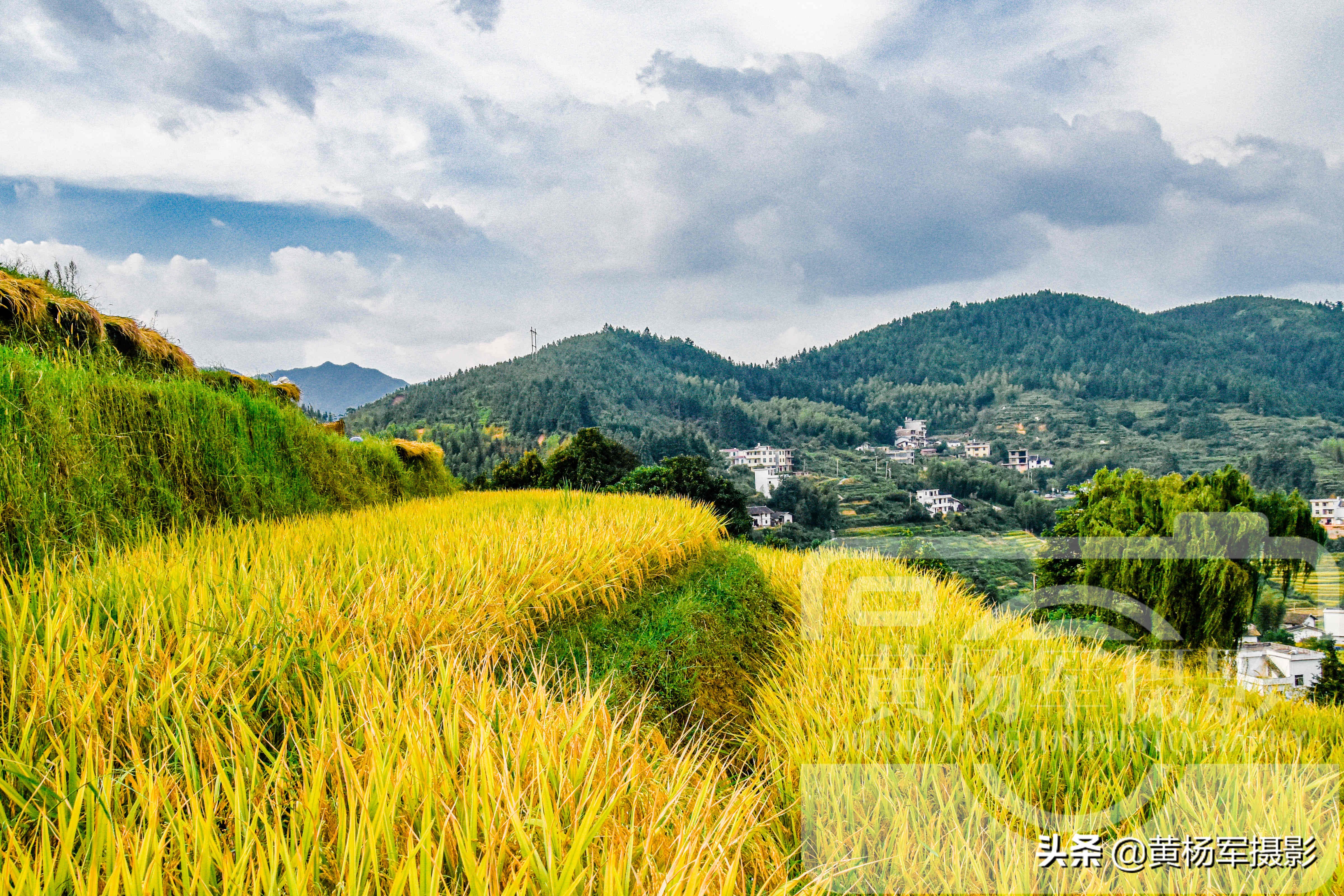 江西客家梯田，地处遂川高山间，距井冈山风景区65公里，秋色美