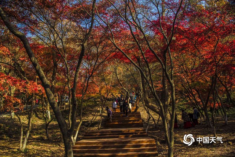 秋赏红叶 看大自然秋日里的艳丽画卷