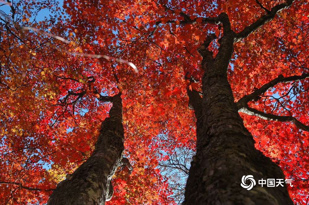 秋赏红叶 看大自然秋日里的艳丽画卷