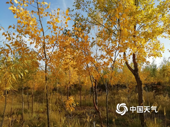 甘肃玉门胡杨着“金装”芦花盛开添秋意