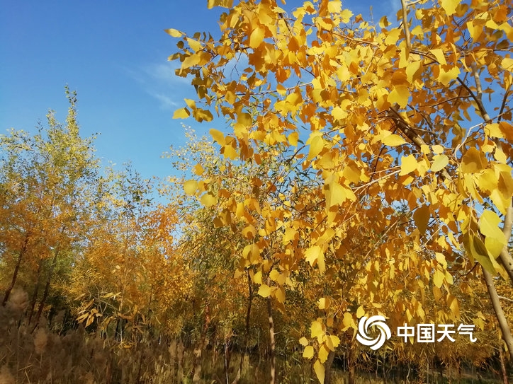 甘肃玉门胡杨着“金装”芦花盛开添秋意