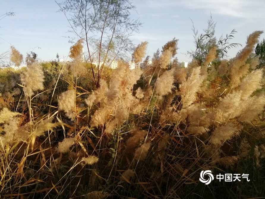 甘肃玉门胡杨着“金装”芦花盛开添秋意