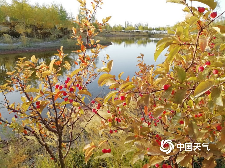 甘肃玉门胡杨着“金装”芦花盛开添秋意