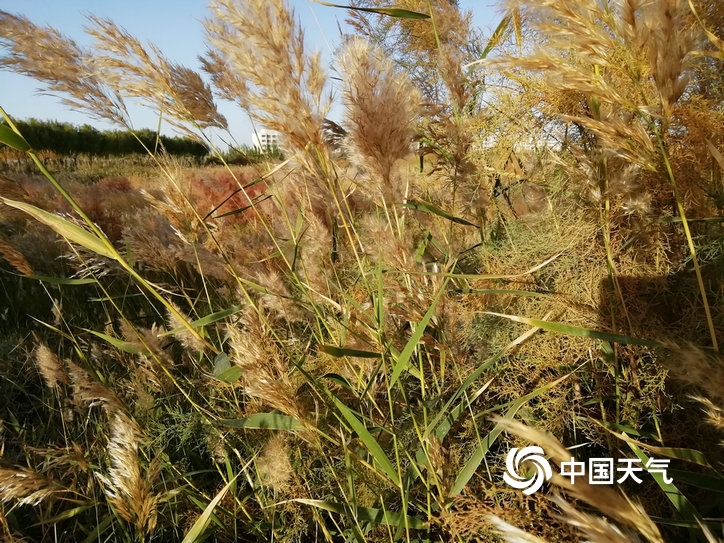 甘肃玉门胡杨着“金装”芦花盛开添秋意