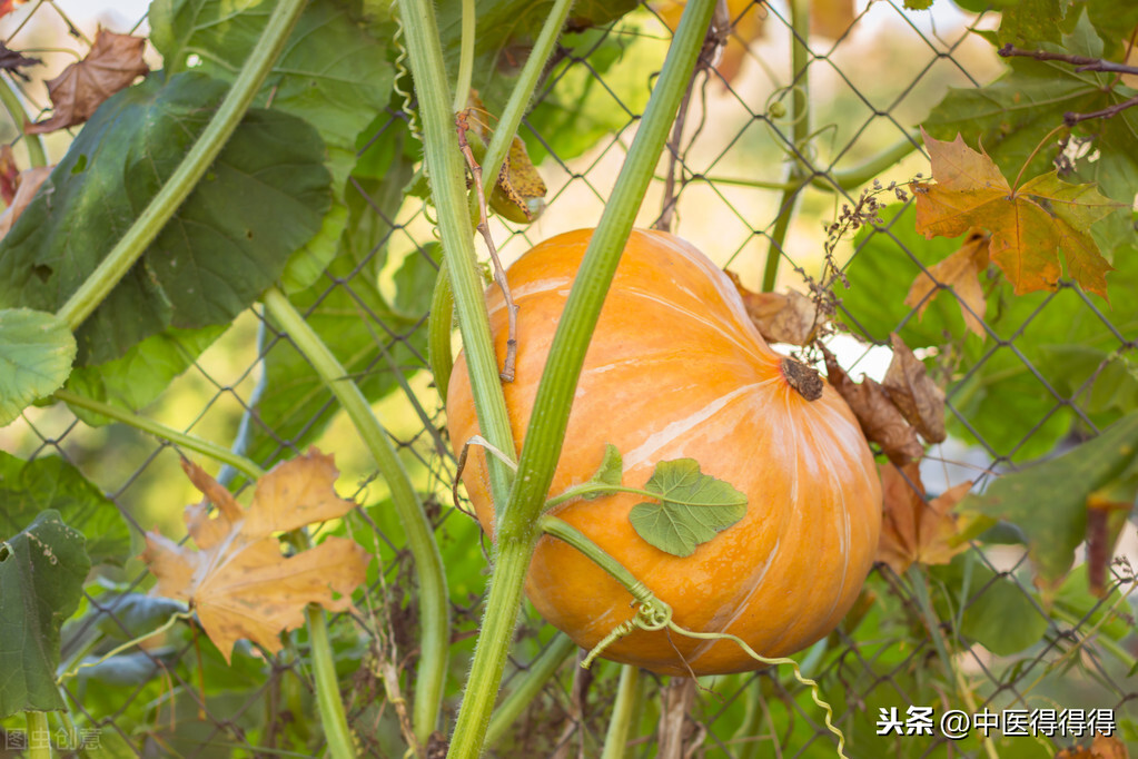 类风湿患者日常该怎么吃?您知道吗?