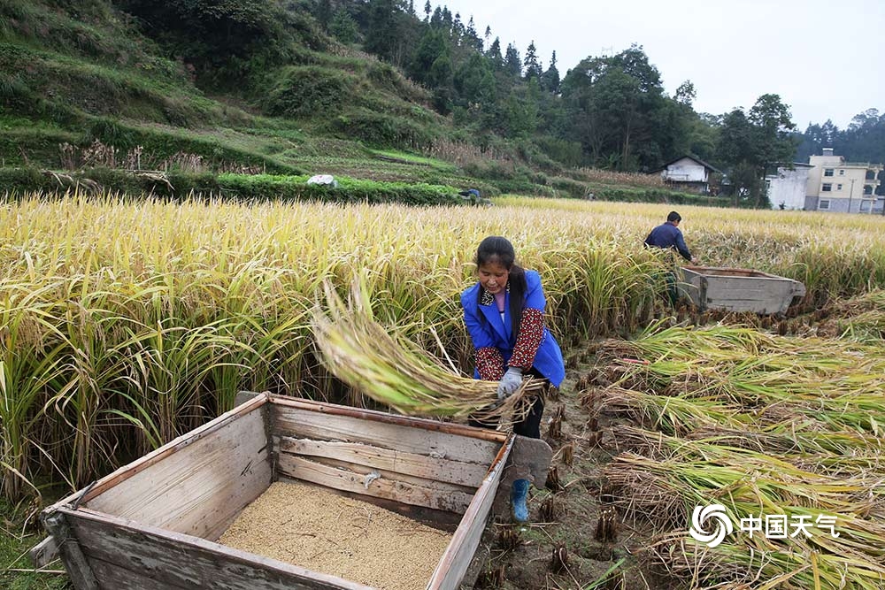 重庆雨水按下“暂停键”！村民抢收贡米稻