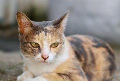 而最近也有流传许多猫咪