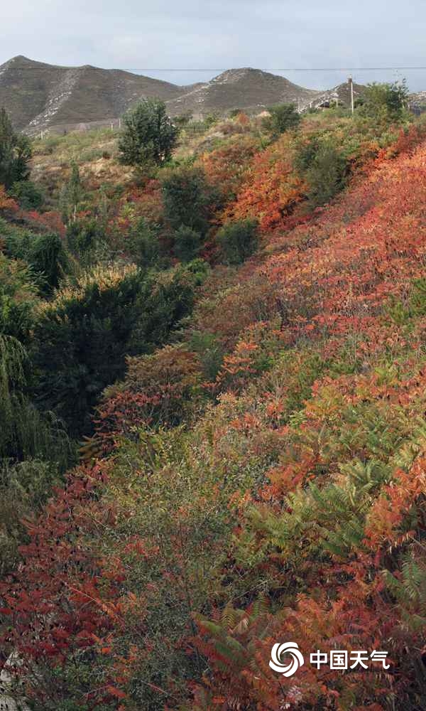 秋风扫落叶！北京延庆漫山红叶飘落 一派深秋景象