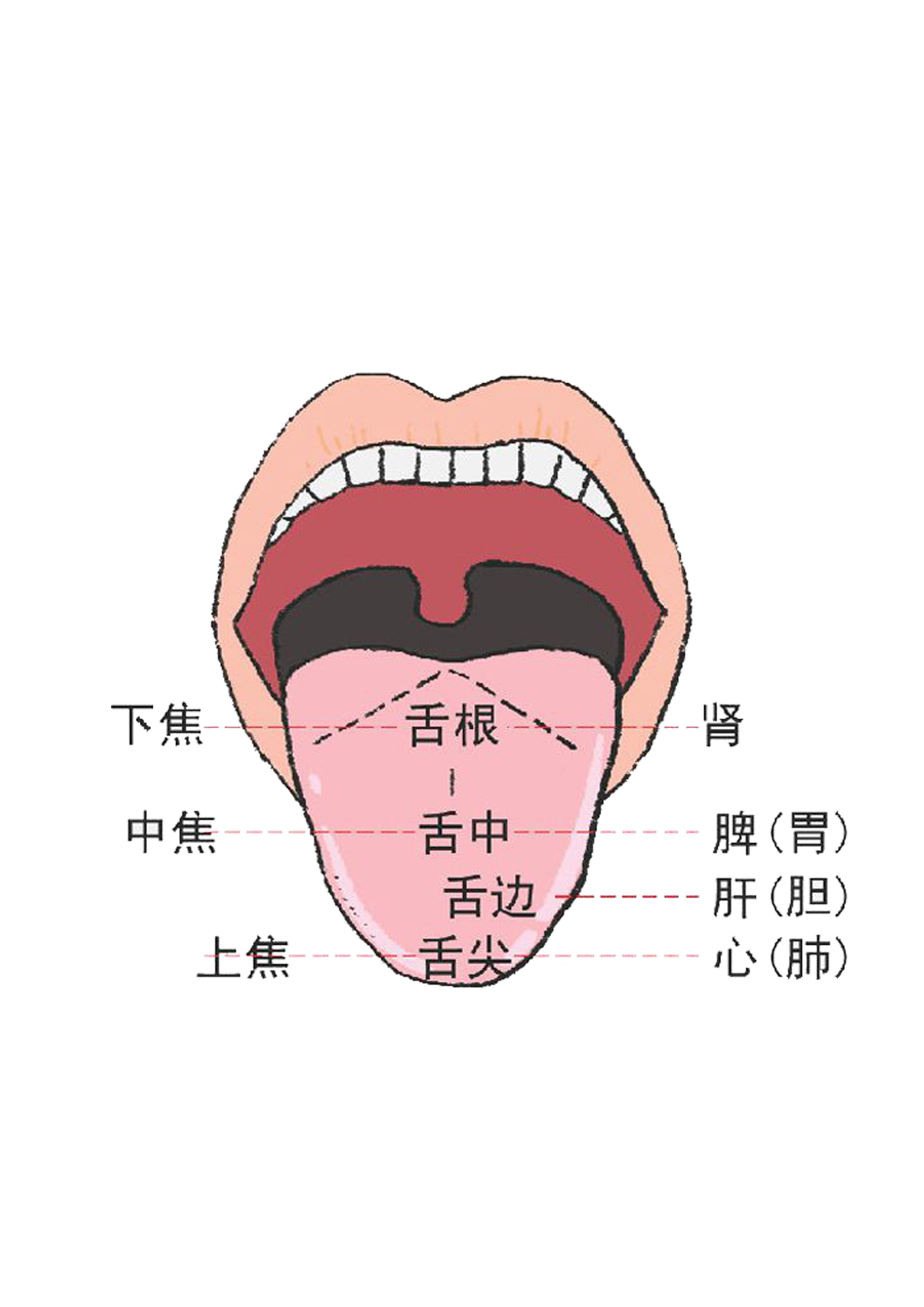 通过舌诊，窥探身体的秘密