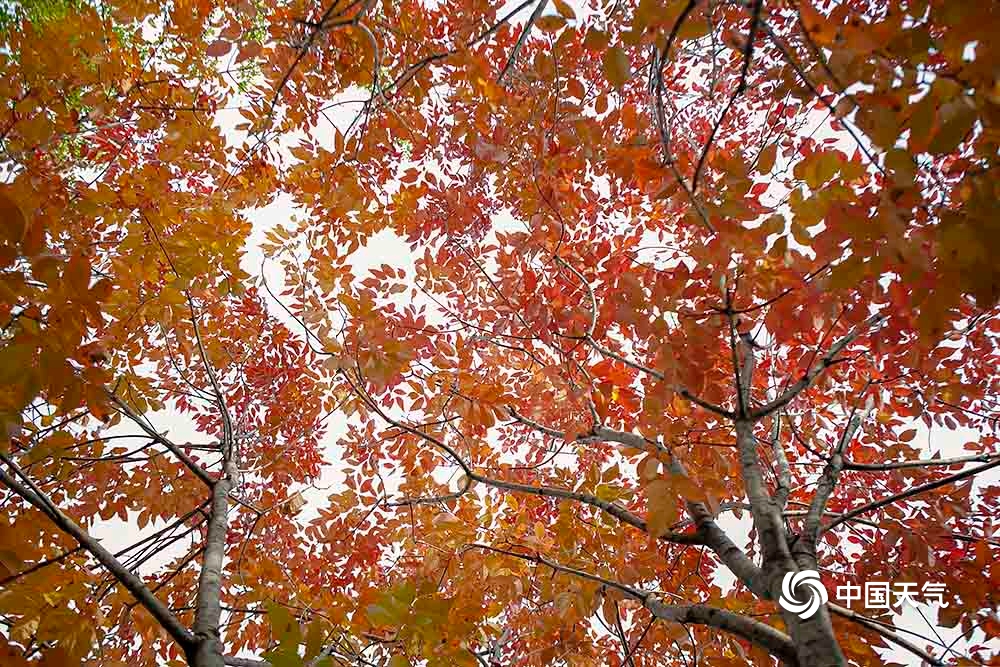 色彩斑斓 北京植物园秋色渐入佳境