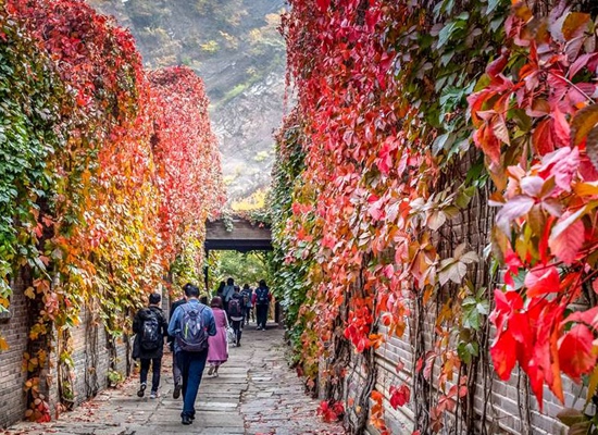 全国赏秋叶地图出炉！看看哪儿是周末赏景好去处