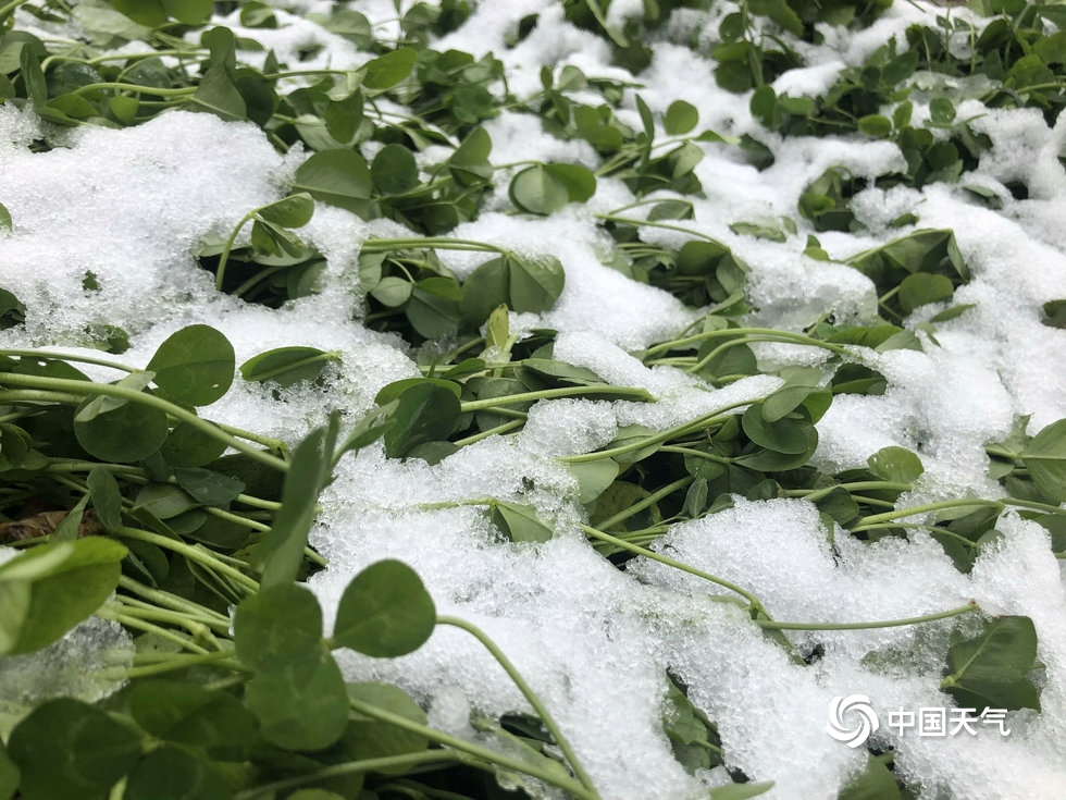 甘肃迭部迎来今年下半年首场雪 地面一片白茫茫
