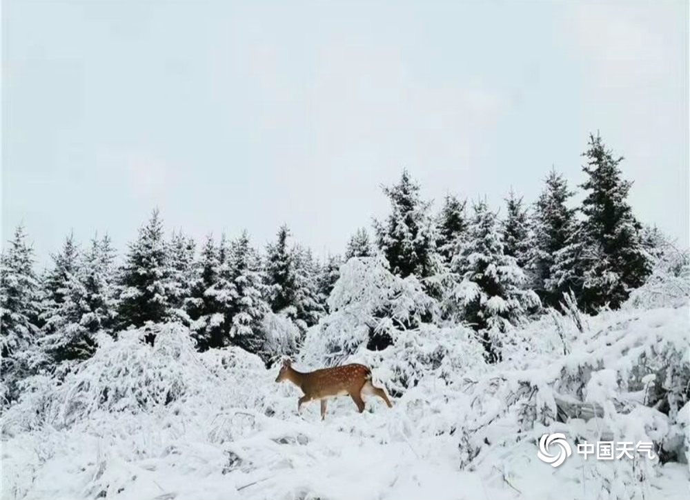 四川若尔盖绝美雪景塑造童话冰雪世界