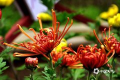 甘肃天水市主题菊花展在
