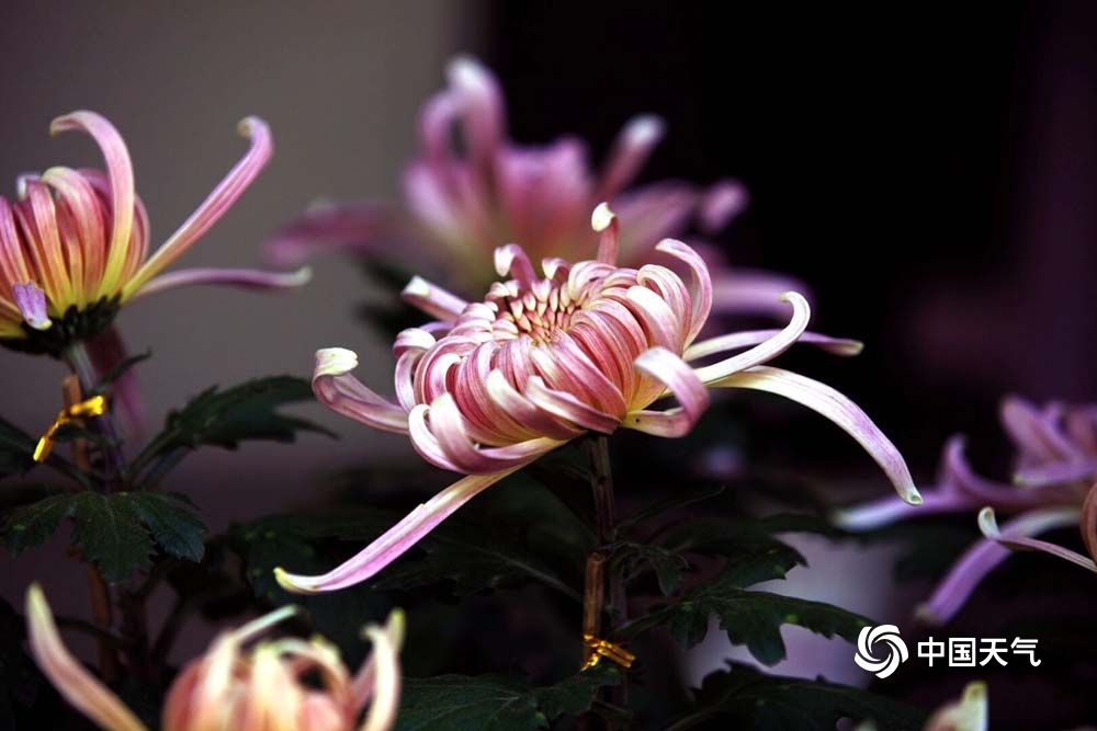 绚丽多姿!甘肃天水秋菊有佳色