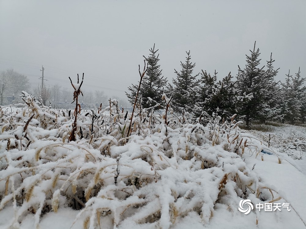 内蒙古呼伦贝尔迎来入冬以来第一场大范围降雪