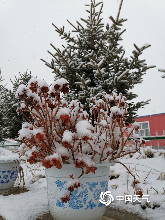 内蒙古呼伦贝尔迎来入冬以来第一场大范围降雪