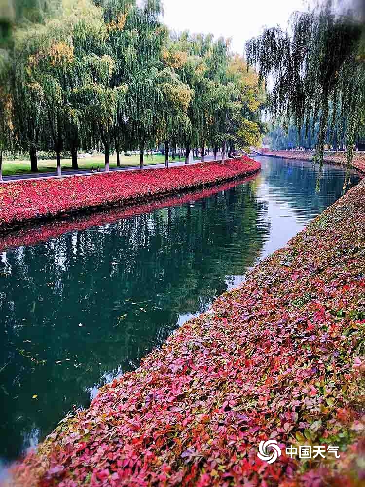 碧水红叶相映成趣 北京高梁河岸秋正浓