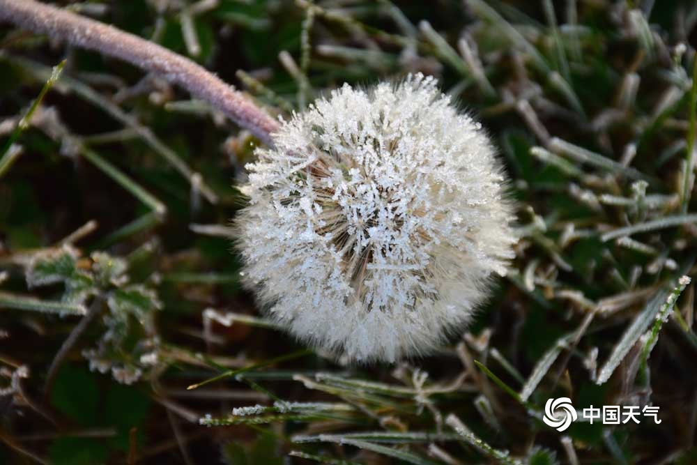 甘肃广河现霜花 草木“镶白边”