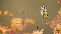 庚子霜降：天气渐冷，宜