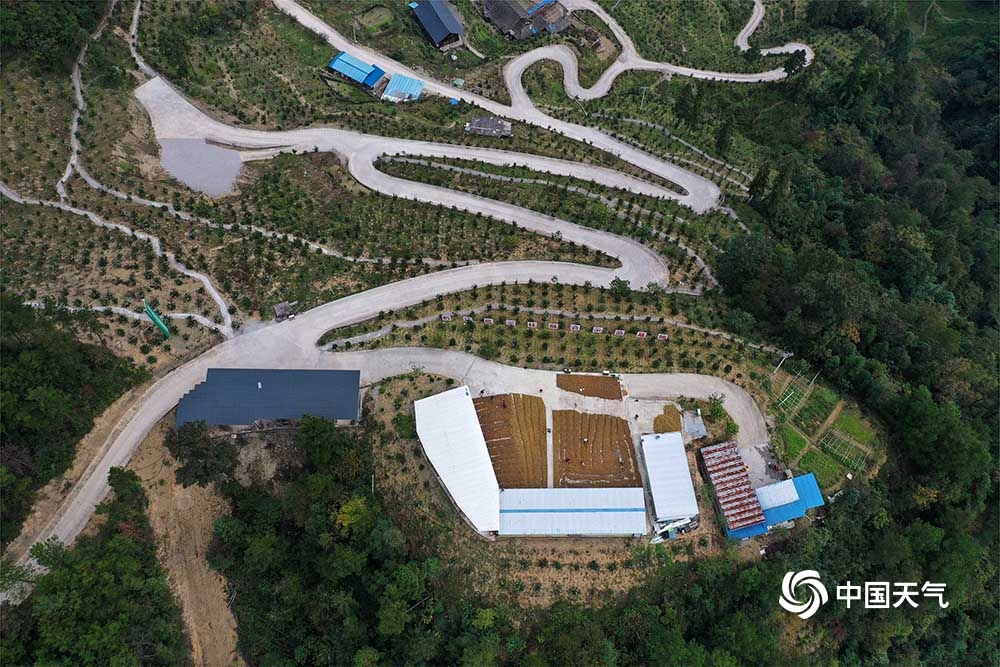 重庆黔江:油茶果香金秋 持续天晴采收忙