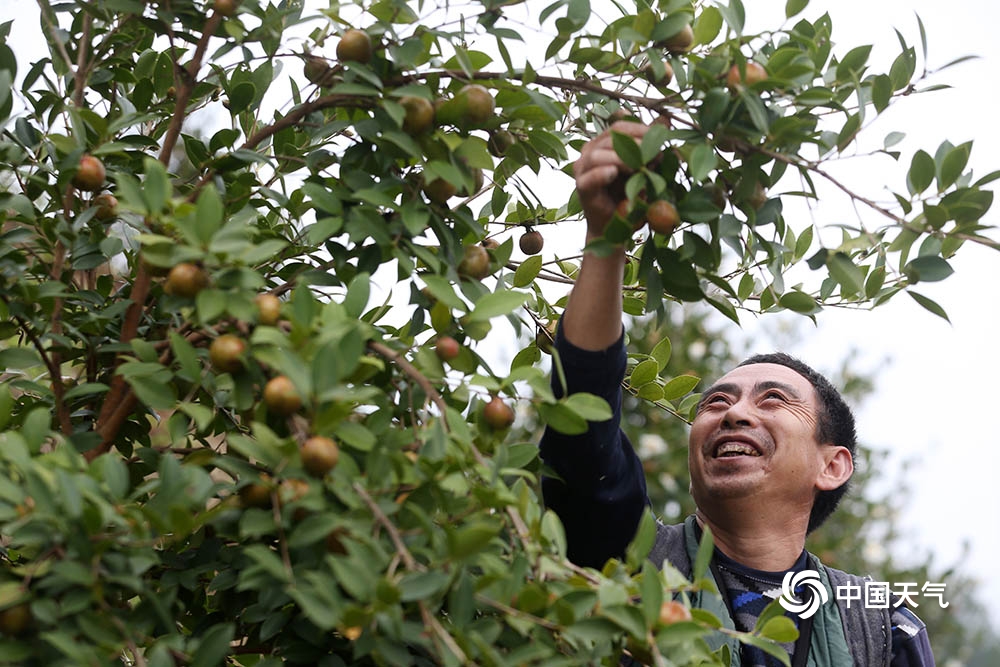 重庆黔江:油茶果香金秋 持续天晴采收忙