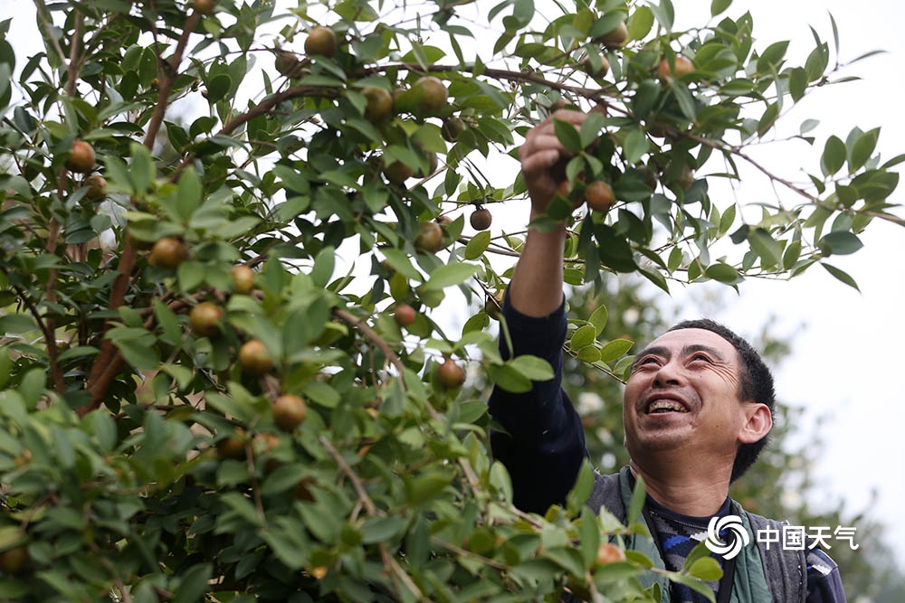 重庆黔江：油茶果香金秋 持续天晴采收忙