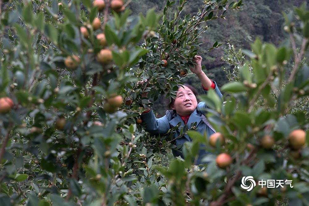 重庆黔江:油茶果香金秋 持续天晴采收忙