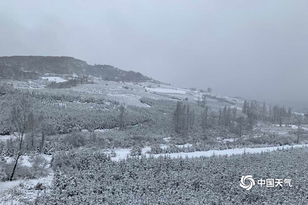 甘肃临夏积雪结冰 多处树枝被压断