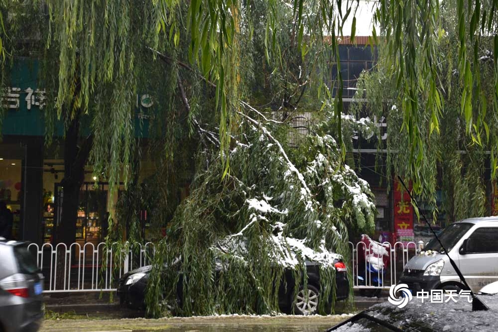 甘肃临夏积雪结冰 多处树枝被压断