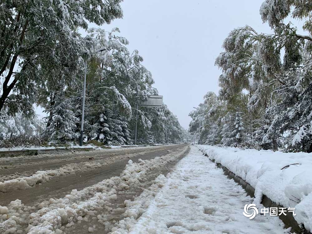 甘肃临夏积雪结冰 多处树枝被压断