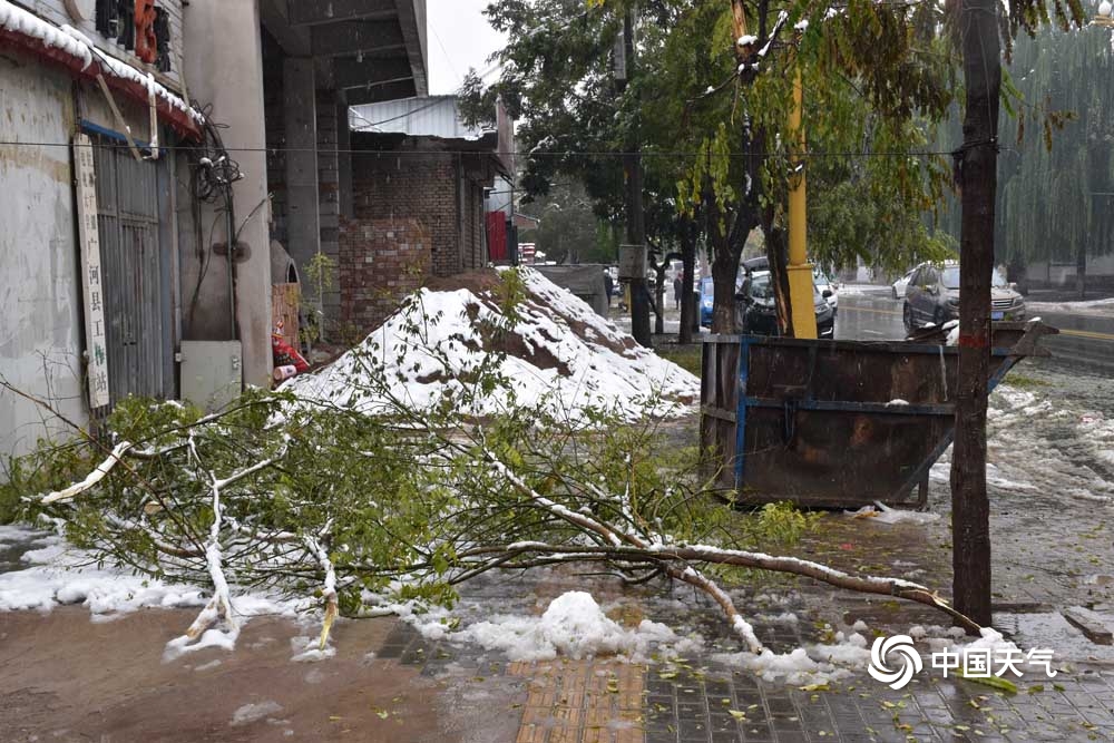 甘肃临夏积雪结冰 多处树枝被压断