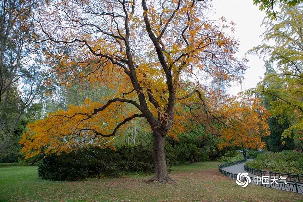 秋正浓！北京紫竹院公园色彩斑斓