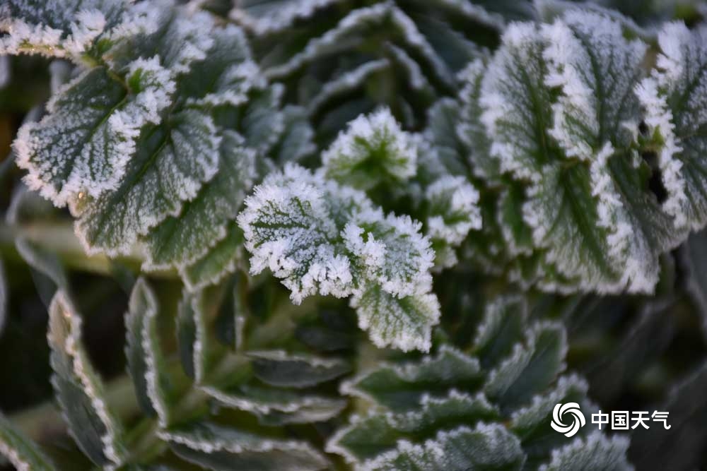 甘肃广河最低气温跌至0℃以下 霜花洁白如雪